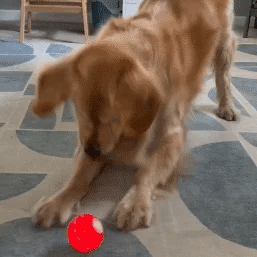𝐏𝐀𝐔𝐑𝐀𝐉𝐔™ 🐶🔥 𝐄𝐱𝐭𝐫𝐚 𝐋𝐨𝐧𝐠-𝐋𝐚𝐬𝐭𝐢𝐧𝐠 𝐁𝐨𝐮𝐧𝐜𝐞 𝐁𝐚𝐥𝐥 （Made from high-performance, eco-friendly TPE material, durable enough to withstand pet chewing, ensuring endless fun!）